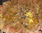 Foto del paso 2 de la receta: Picadillo "Pastel de carne"