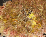 Foto del paso 2 de la receta: Picadillo "Pastel de carne"