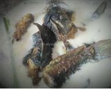 Foto langkah ke 4 dari resep Lele Santan Pedas.