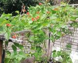 A picture of step 1 of Home grown bean leaves.