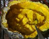Foto del paso 3 de la receta: Zapallo a las brasas Relleno