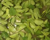 A picture of step 3 of Methi millet thepla.