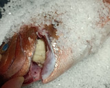 Foto del paso 2 de la receta: Pargo a la sal