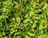 पालक की भुजिया (Palak ki bhujiya recipe in hindi) रेसिपी चरण 1 फोटो