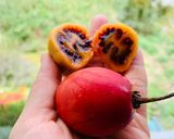 Hình bước làm 4 của món Ăn vặt tốt cho sức khoẻ: cà chua thân gỗ