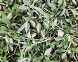 मेथी के पराठे (methi ke parathe recipe in Hindi) रेसिपी चरण 1 फोटो