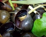 Hình bước làm 4 của món Ốc luộc sả