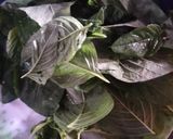 Foto langkah ke 1 dari resep 2. Sayur bening bayam labu.
