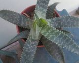 Foto del paso 2 de la receta: Smothie para comenzar el día de aloe vera y chía
