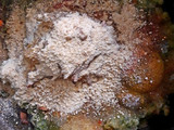 کوکوی مخلوط