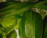 Foto langkah ke 3 dari resep Ketupat mix beras jagung.