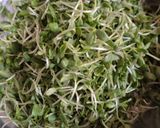A picture of step 1 of Fenugreek Micro greens.