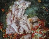 Foto langkah ke 3 dari resep Tahu Isi Ayam Pedas Mudah Sederhana.