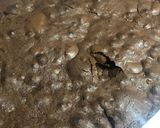 Foto del paso 7 de la receta: Fudgy Brownies