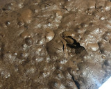Foto del paso 7 de la receta: Fudgy Brownies