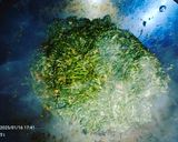 Foto langkah ke 5 dari resep Tumis Daun Singkong Sarden.