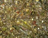 Foto langkah ke 10 dari resep Sambel ijo udang rebon.