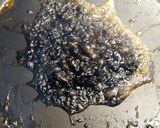 Foto del paso 2 de la receta: Arroz negro con chipirones, cigalas y langostinos