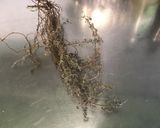 Une image de l'étape 3 de Marinade pour gibier aux cranberries, oignon, thym, vin rouge, échalotes et citron.