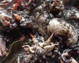 Foto langkah ke 3 dari resep Balakutak Bumbu Hitam (Sotong).