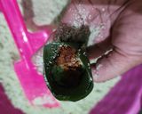 Foto langkah ke 5 dari resep Kue Putu Bambu Pandan.