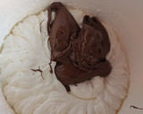 Foto del paso 2 de la receta: Mousse de Nutella con trozos de donuts