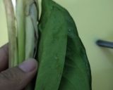Foto langkah ke 1 dari resep Nasi Kuning Simple.
