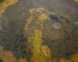 A picture of step 4 of Dal Makhani.