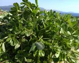 Φωτογραφία βήματος 1 της συνταγής Σαλάτα με φρέσκια γλιστρίδα, ξηρούς καρπούς και μήλο