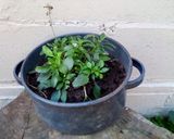 Foto del paso 4 de la receta: Fideos moños c/salvia ☘️