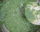 A picture of step 8 of Saag Paneer.