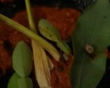 Foto langkah ke 3 dari resep Sate Padang.