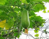 Hình bước làm 2 của món Canh Bí Xanh Nấu Xương Heo