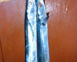Foto langkah ke 1 dari resep Palumara Ikan Layar.