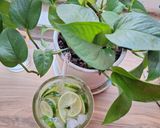 عکس مرحله 1 از دستور شربت خیار لیمو🥒🍋