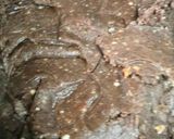 A picture of step 9 of RAGI-ALMOND Modak.