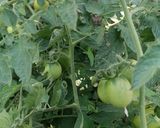 عکس مرحله 1 از دستور ترشی کال گوجه🍅
