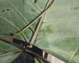 A picture of step 1 of Colocasia/ Arbi leaves instant Dhokla.
