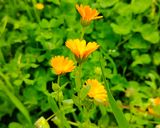 Foto del passaggio 1 della ricetta Polvere di petali di calendula