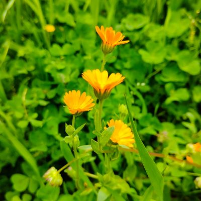 Lanterna Di Carta Gialla Con Petali Di Calendula – 27 Cm X 27 Cm – Decorazione Fatta A Mano