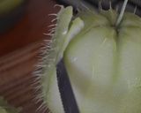 Foto del paso 2 de la receta: Chayote silvestre o papa del aire frita