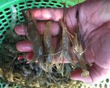 Hình bước làm 1 của món Canh rau đay mồng tơi nấu tôm xay