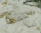 Foto langkah ke 2 dari resep Tenggiri Goreng Tepung.