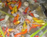 Foto langkah ke 3 dari resep Pindang Kerang Dara.