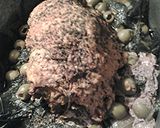 A picture of step 6 of Mustard spice crusted pork.