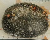 Foto langkah ke 18 dari resep Charcoal Jinten Hitam Italian Herbs Cheese Sourdough Bread.