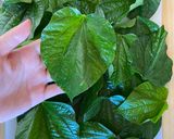 Hình bước làm 1 của món Chả lá lốt