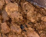 Foto langkah ke 5 dari resep Rendang sapi.