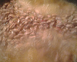A picture of step 3 of Pinto beans.