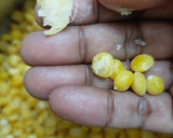 மோதகம்(modak recipe in tamil) ரெசிபி ஸ்டேப் 3 புகைப்படம்